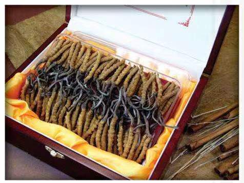 五桂山街道冬虫夏草回收